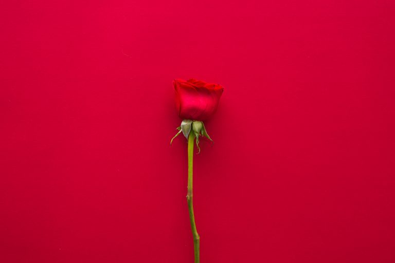 Fête de la rose 2026 !